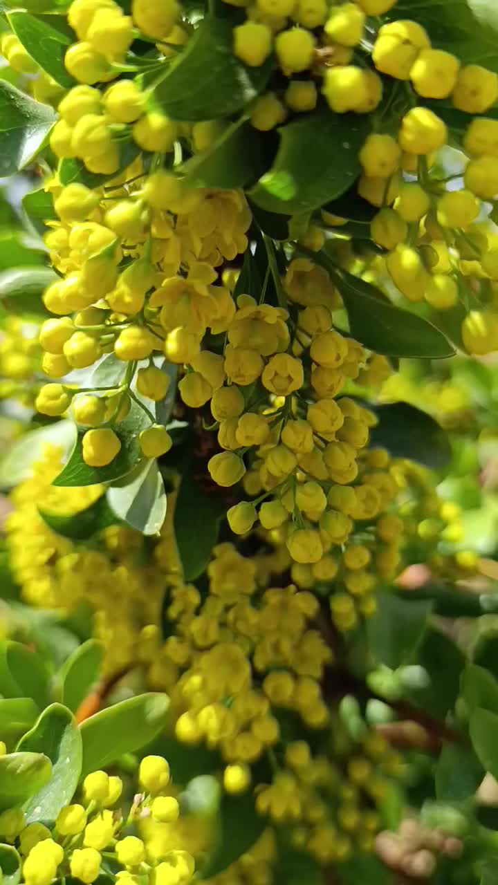 نهال زرشک بی دانه ونهال گل محمدی|خدمات باغبانی و درختکاری|بیرجند, |دیوار