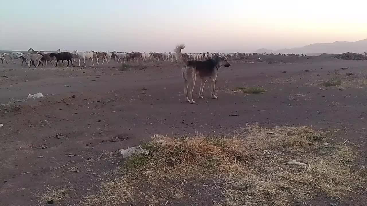 سگ گله|سگ|زیرکوه, |دیوار
