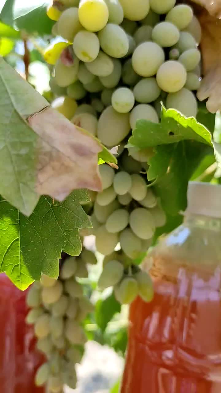 آبغوره خانگی|خوردنی و آشامیدنی|اصفهان, هزارجریب|دیوار