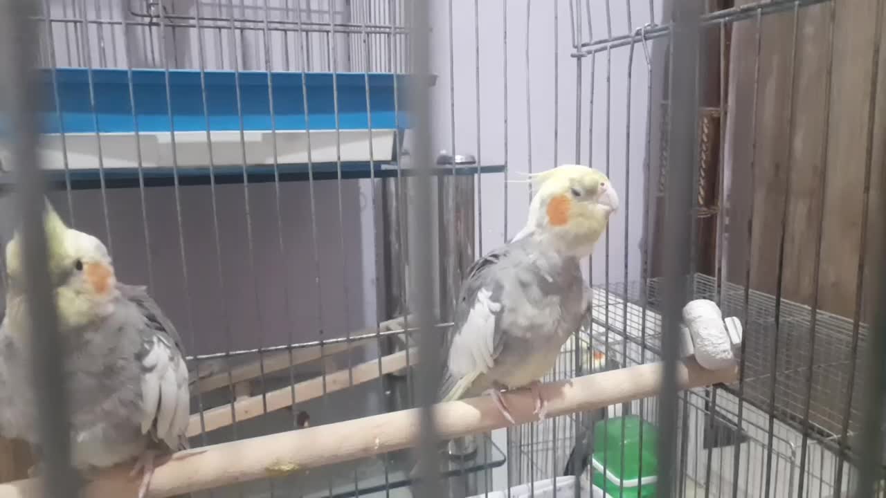 طوطی برزیلی مرغ عشق فنچ عروس هلندی قناری کبوتر|پرنده|محمدشهر, کوی بهار|دیوار