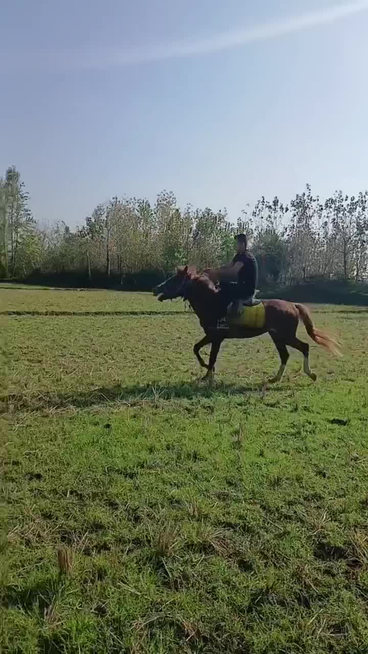 اسب جوان 3سال|اسب و تجهیزات اسبسواری|کوچصفهان, |دیوار