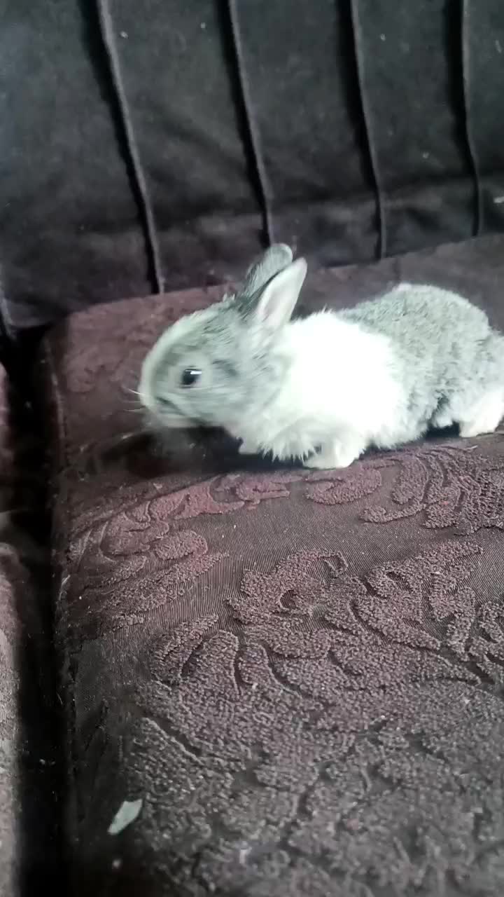 بچه خرگوش خاکستری|موش و خرگوش|زاهدان, |دیوار