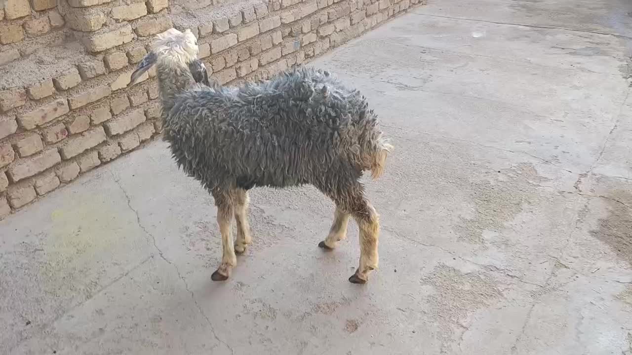 بره ماده جهت قربانی 25کیلو|حیوانات مزرعه|کرج, حیدرآباد|دیوار