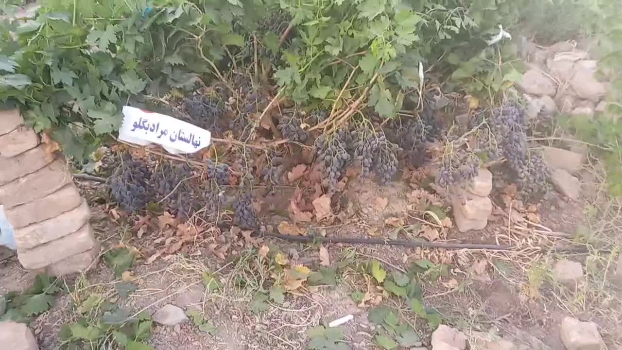 نهالستان حاج عبدالله|خدمات باغبانی و درختکاری|اصفهان, دانشگاه اصفهان|دیوار