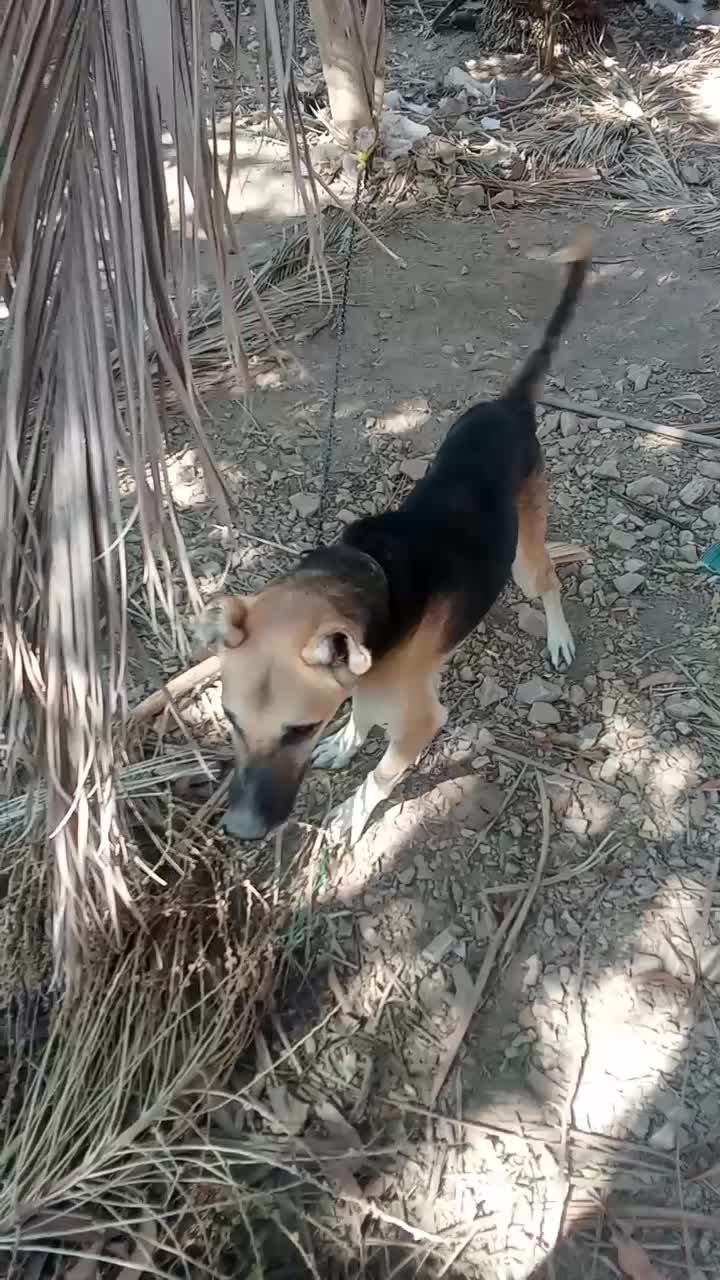 سگترنرمنلنخ|سگ|آسمینون, |دیوار