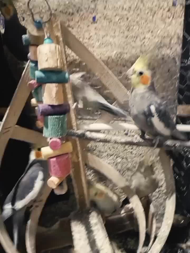 فروش عروس هلندی|پرنده|آبیک, |دیوار