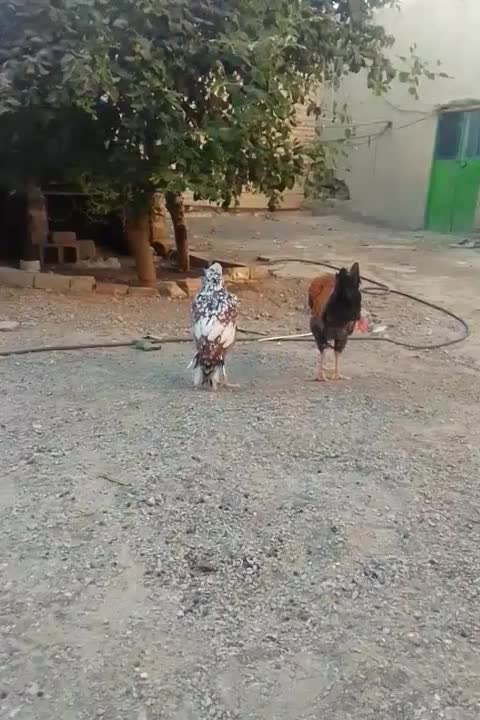 مرغ خروس|حیوانات مزرعه|ایرانشهر, |دیوار