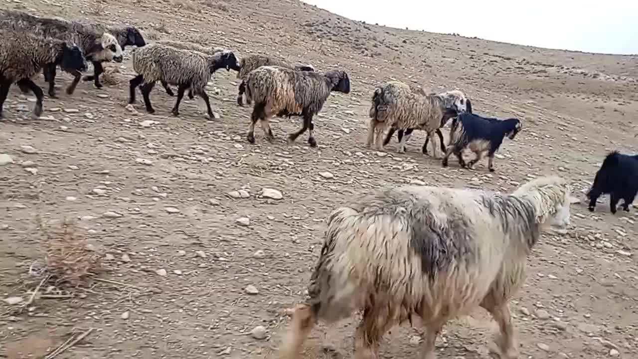 48راس میش داشتی بره دار و آبستن به فروش میرسد|حیوانات مزرعه|شیراز, محمدیه|دیوار