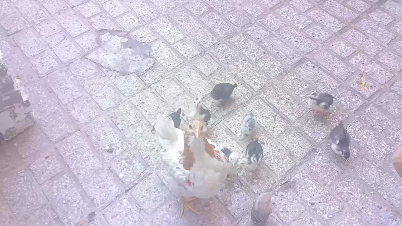 مرغ و جوجه|حیوانات مزرعه|مشهد, سیلو|دیوار