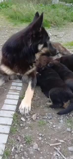 توله سگ شیانلو|سگ|لاهیجان, لیل|دیوار