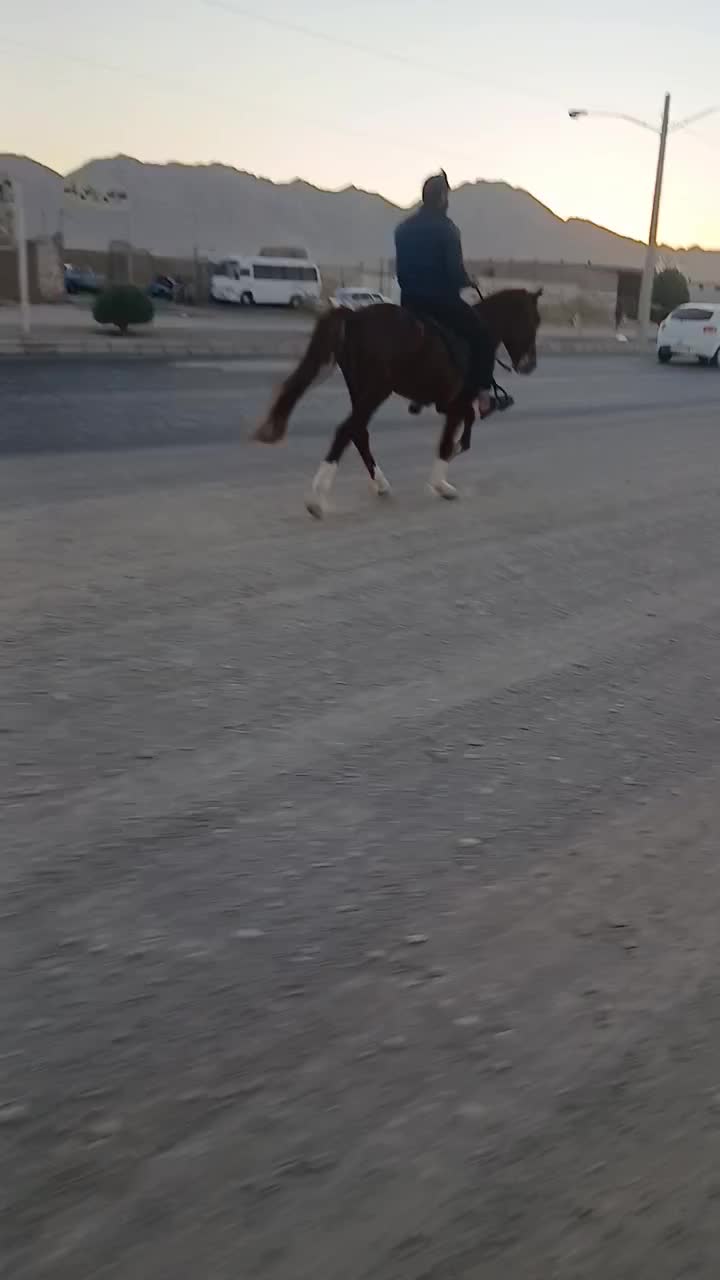 اسب یورقه کره طوفان نیشابوری|اسب و تجهیزات اسب‌سواری|خواف, |دیوار