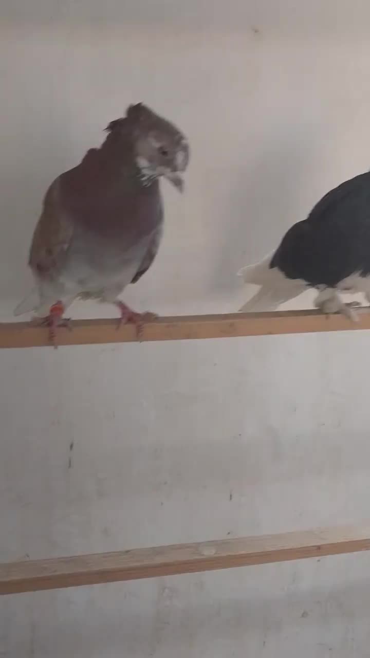 دوتاگرفتنی عالی جفتش ۴۰۰|پرنده|پاکدشت, پاکدشت (مامازند)|دیوار