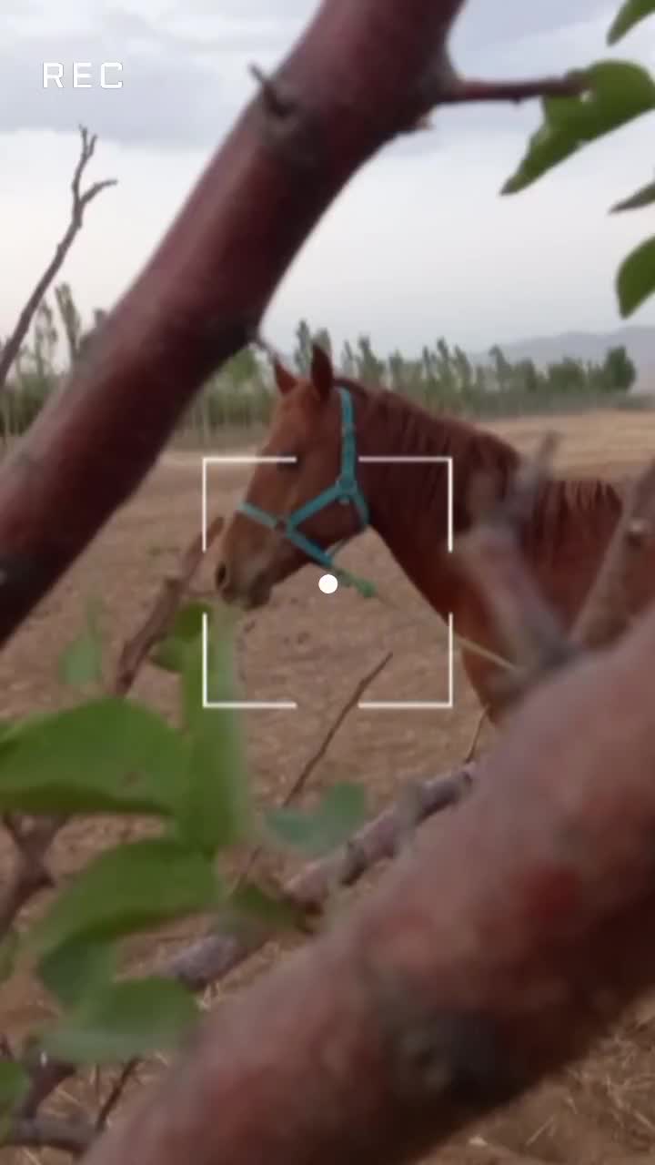 اسب نریان عرب ایرانی جوان فروش فوری|اسب و تجهیزات اسب‌سواری|زنجان, |دیوار