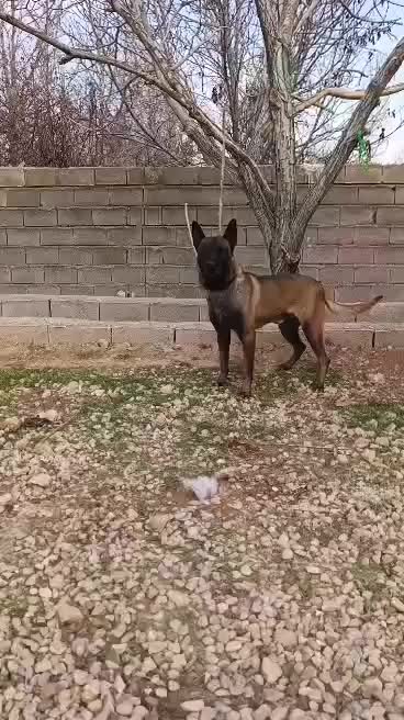 مالینویز نر|سگ|مرودشت, ژیان|دیوار