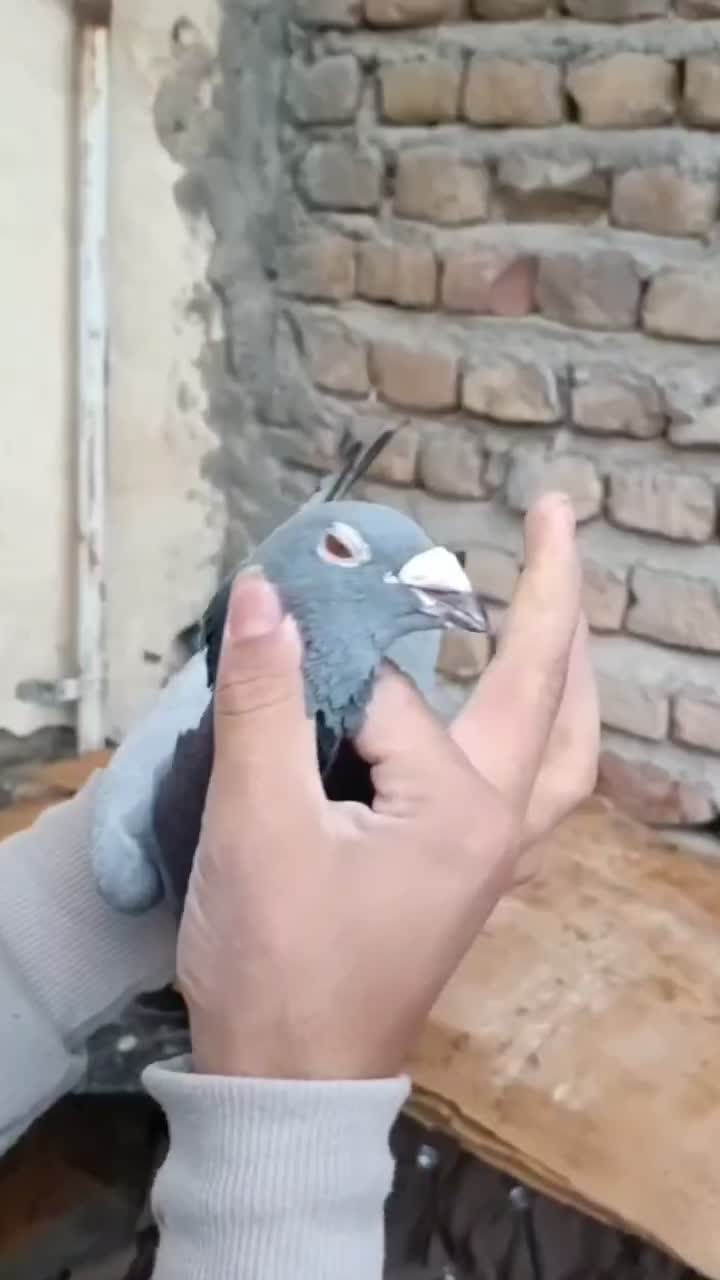 کبوتر|پرنده|گرگان, |دیوار