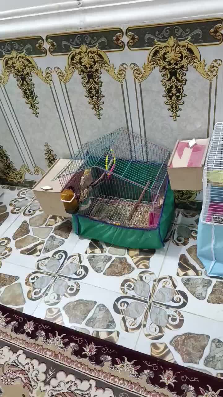 عروس هلندی و جوجه عروس هلندی|پرنده|سوسنگرد, |دیوار