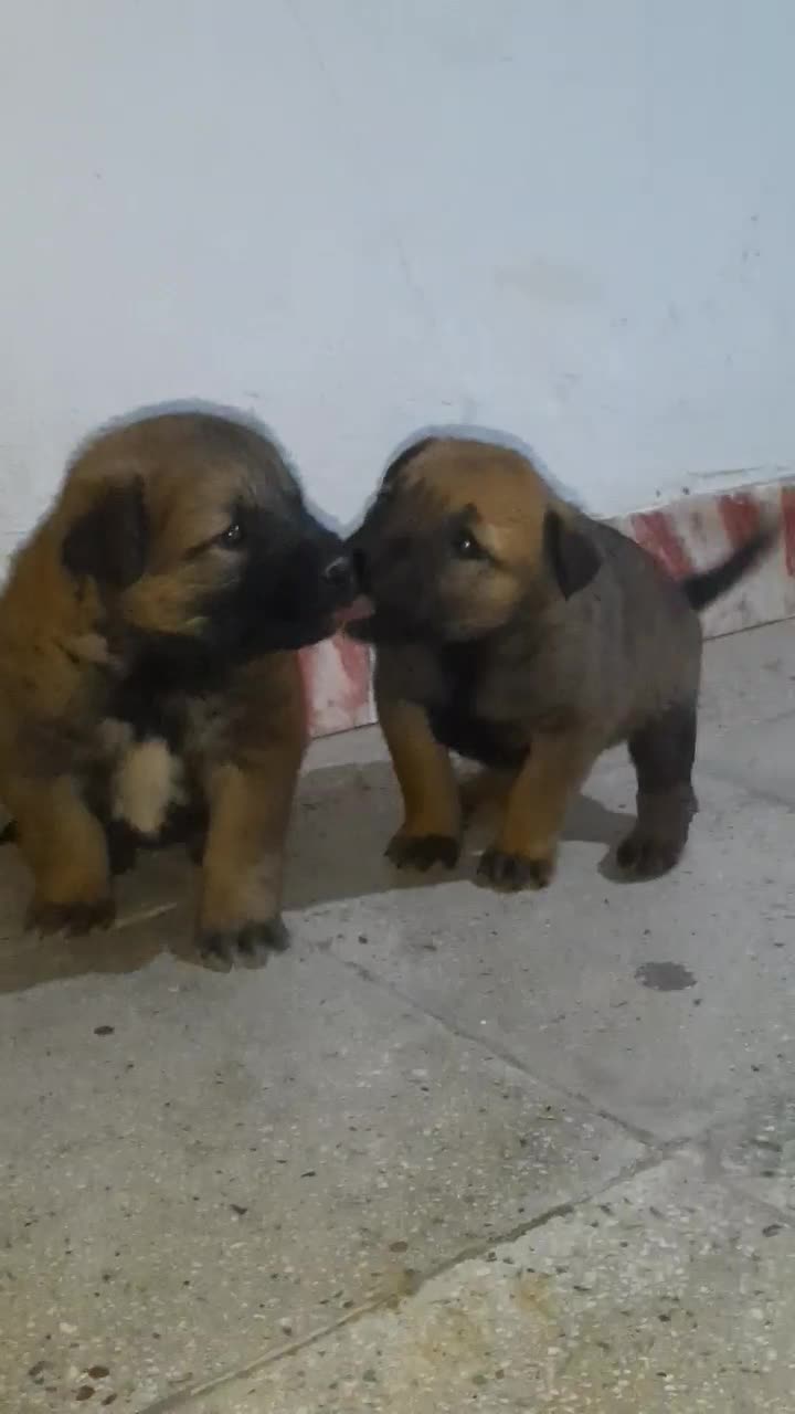 توله مالینویز اصیل جفتش ماده هست|سگ|تهران, جیحون|دیوار