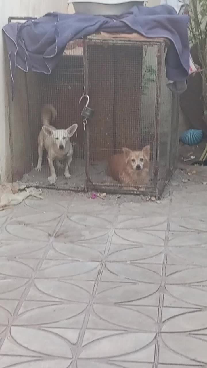 سگ پاکوتاه شیواوا|سگ|بم, |دیوار