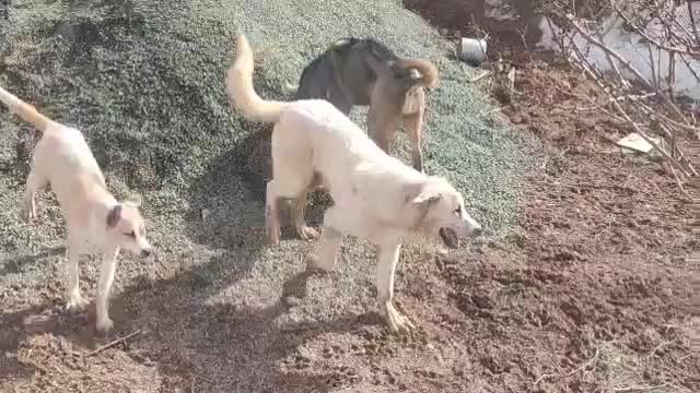 گم شده|حیوانات|ملایر, |دیوار