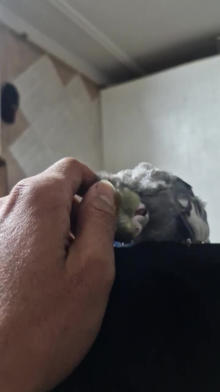 عروس هلندی گم شده|حیوانات|ساوه, |دیوار