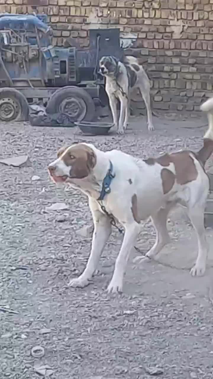 نگهبان|سگ|مشهد, نوید|دیوار