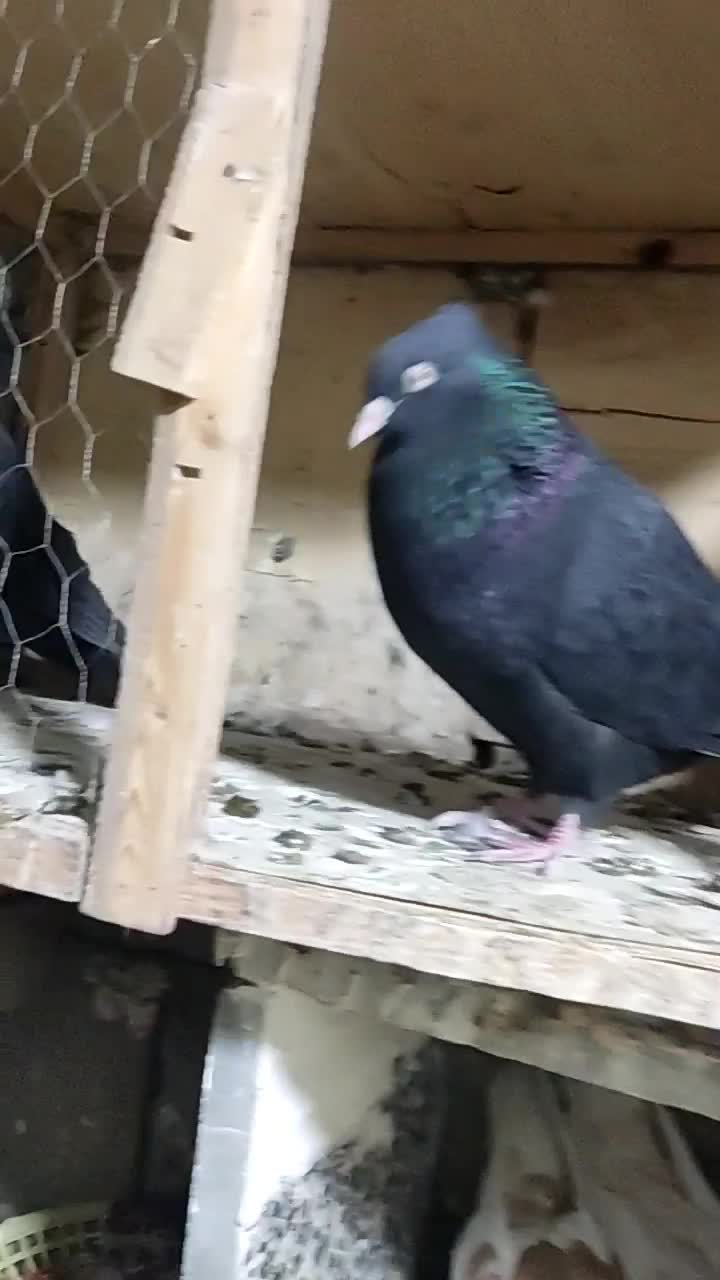 یک جفت نروماده زاغ چش نوک سفید|پرنده|پاپی, |دیوار