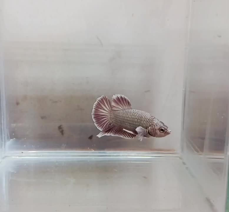 فایتر|ماهی|کهریزک, |دیوار