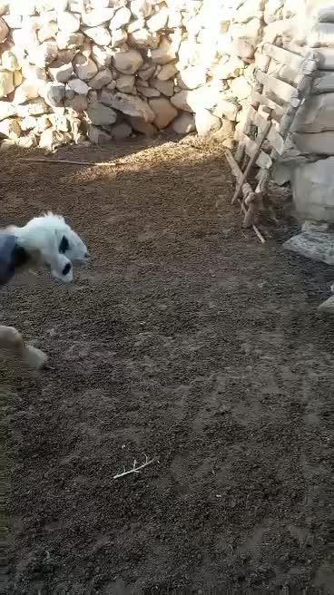 میش ورندیل داشت|حیوانات مزرعه|چاروسا, |دیوار