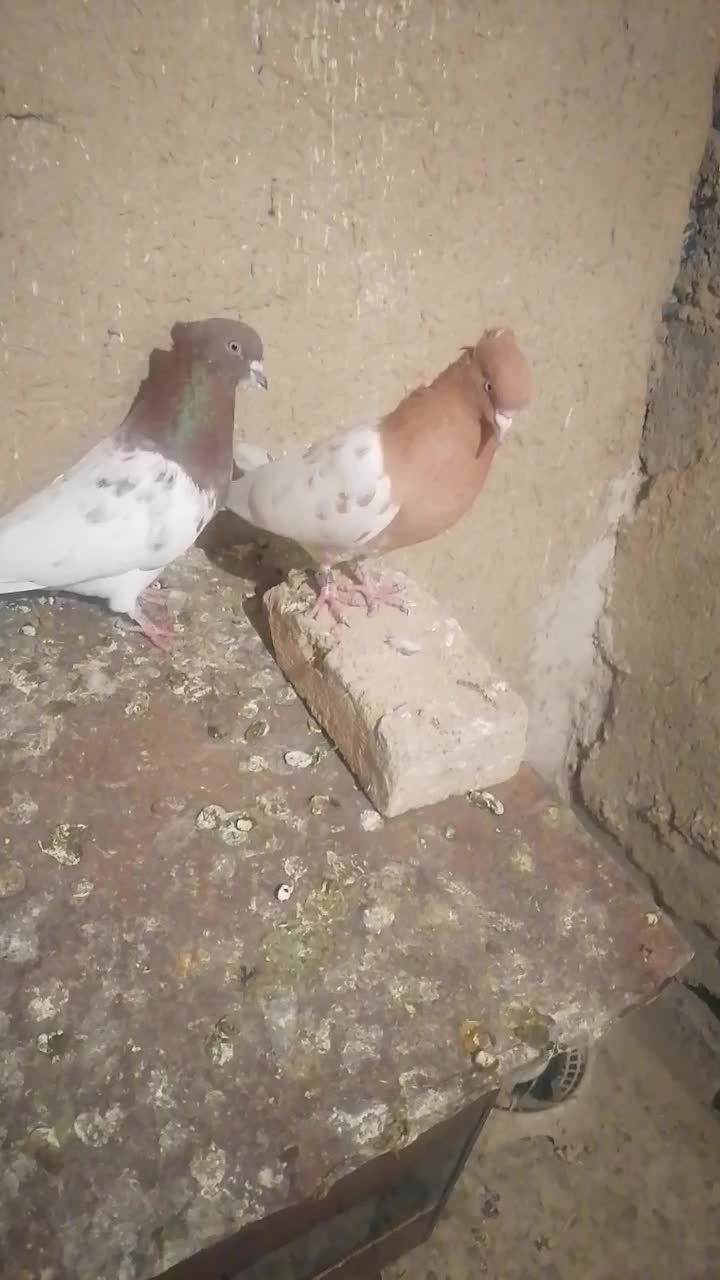 یک جفت ساری وقرمز باش|پرنده|بستان آباد, |دیوار