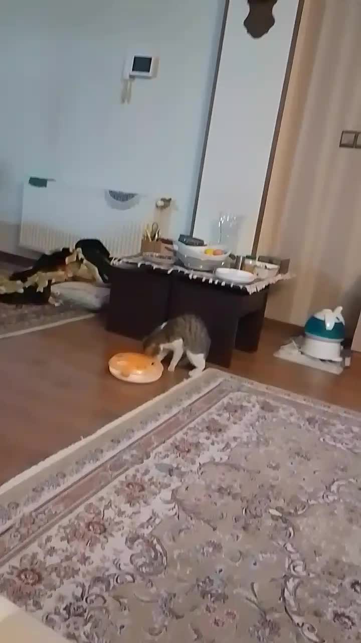 گربه گمشده|حیوانات|باغستان, |دیوار