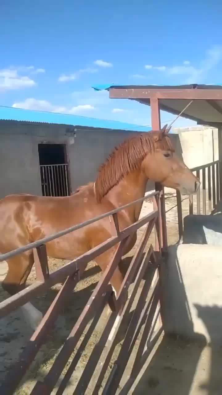 اسب|اسب و تجهیزات اسب‌سواری|همدان, |دیوار