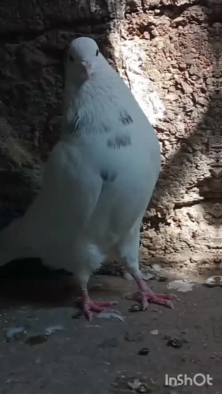 طوقی|پرنده|ایلام, |دیوار