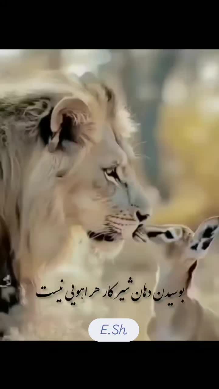 تایپ|خدمات رایانه‌ای و موبایل|شیراز, فرهنگ شهر|دیوار