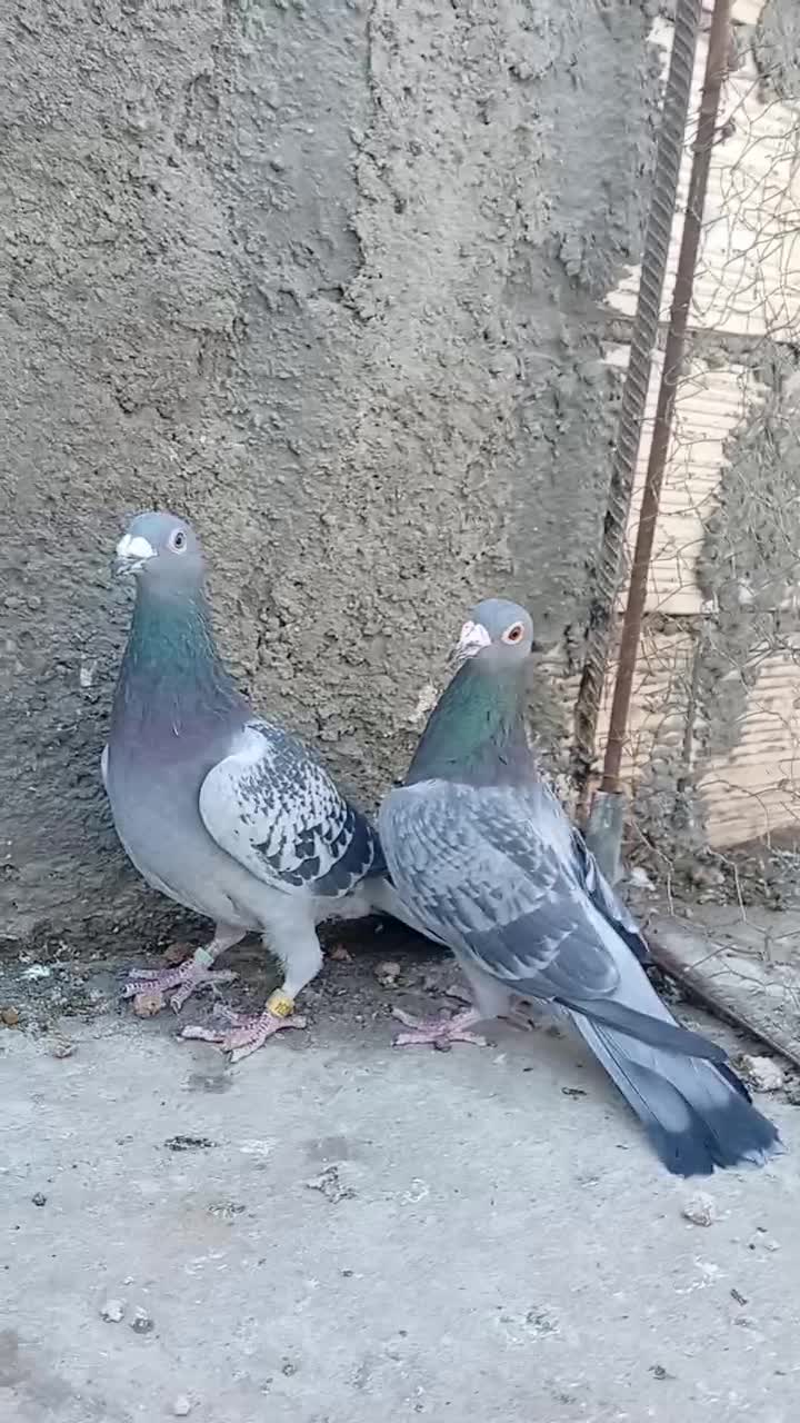 سرور و پلاکی|پرنده|حمیدیا, |دیوار