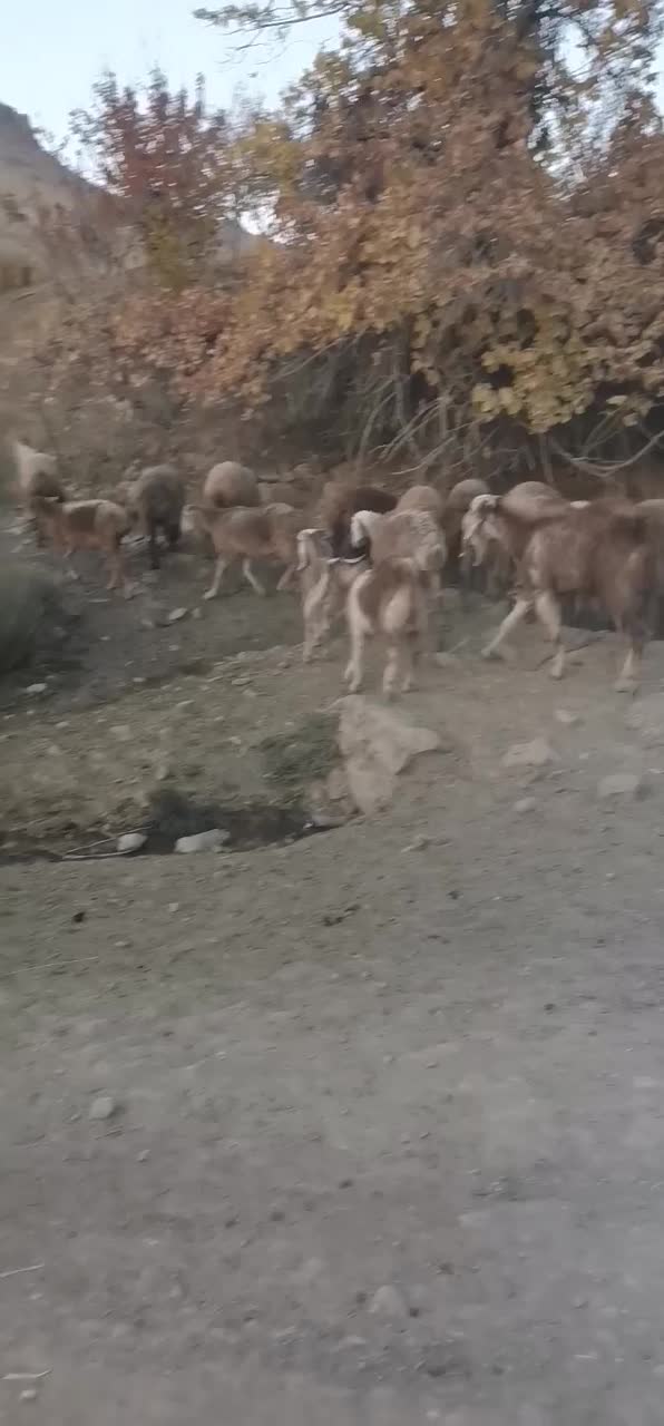 میش وبره چینی|حیوانات مزرعه|بیلوار, |دیوار