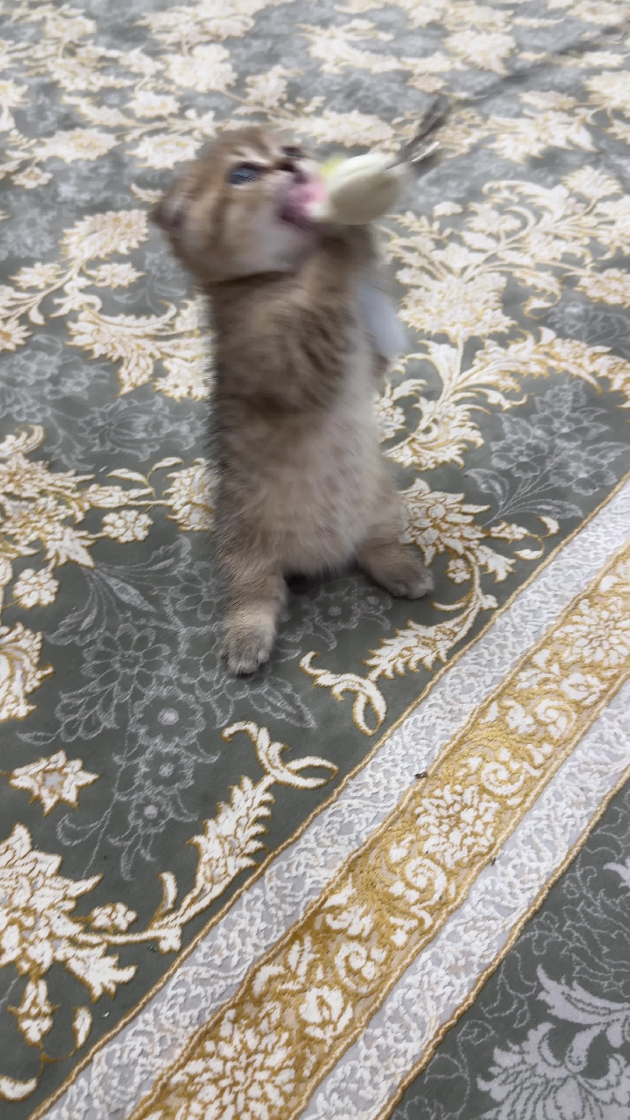 بچه گربه|گربه|اندیشه, اندیشه فاز ۶|دیوار