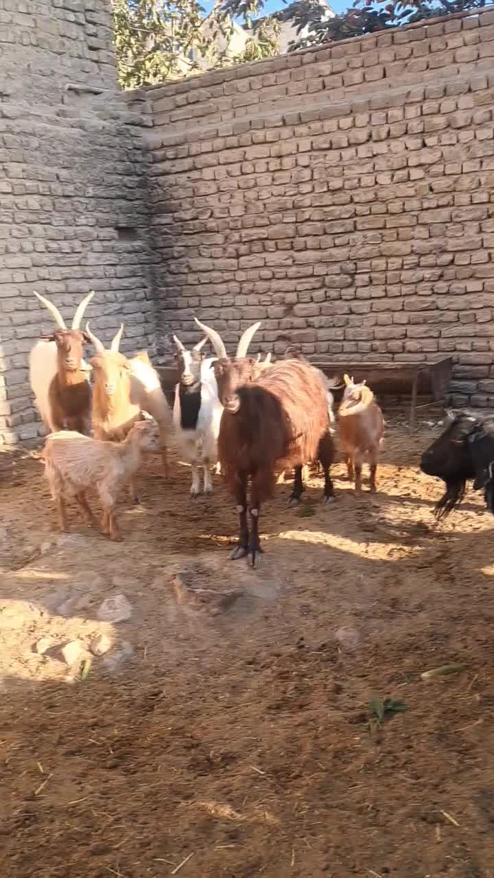 تعداد هفت راس بز|حیوانات مزرعه|هشتگرد, هشتگرد قدیم|دیوار