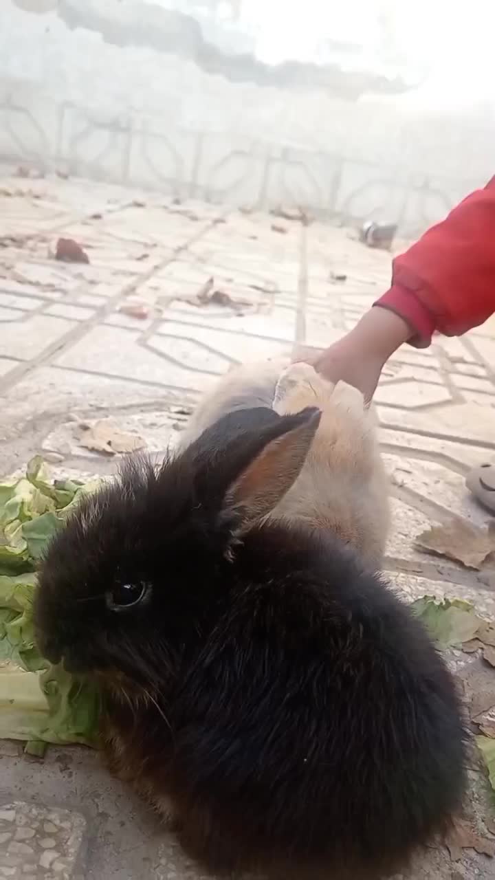 خرگوش لوپ ملوس|موش و خرگوش|سبزوار, قدس|دیوار