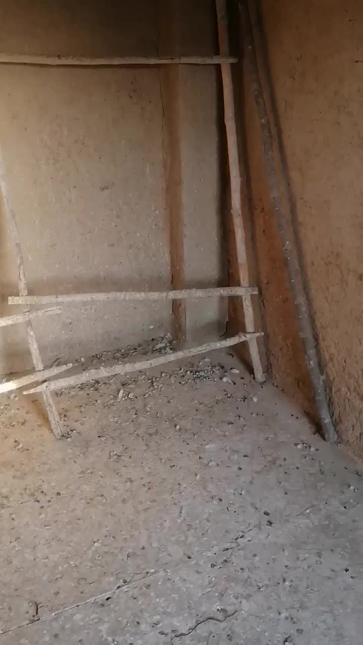 کبوتر دمگیر دوبحر واصفهانی 1/500|پرنده|خمینیشهر, |دیوار