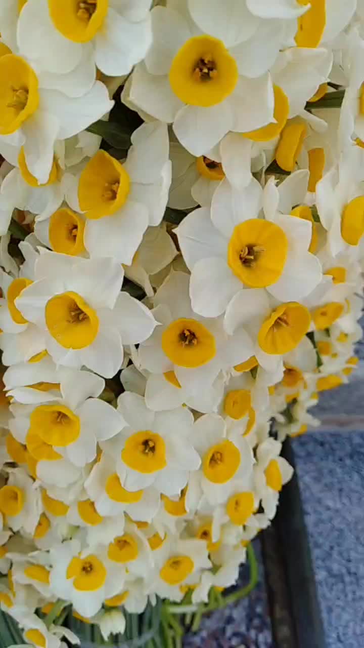 فروش عمده و خرده گل نرگس|گل و گیاه طبیعی|شیراز, شهرک سراج|دیوار