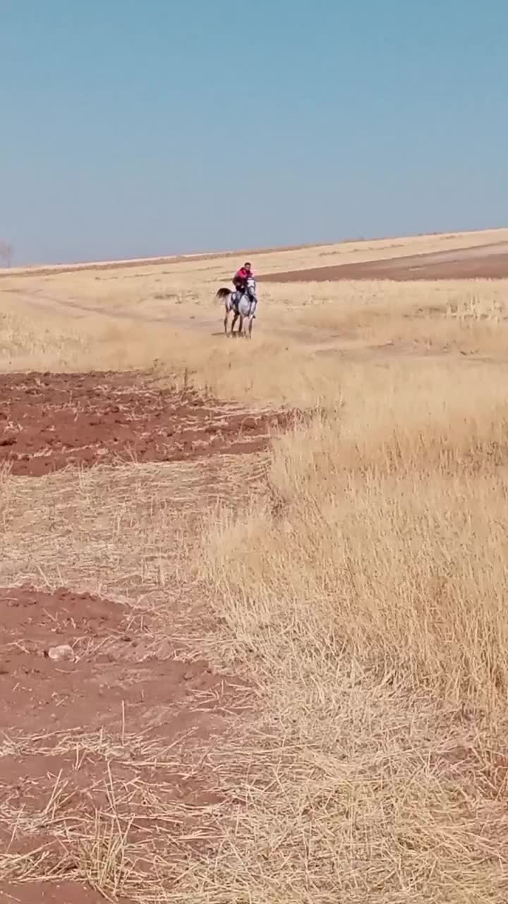 نریان نوه سالار کور|اسب و تجهیزات اسب‌سواری|بستان آباد, |دیوار