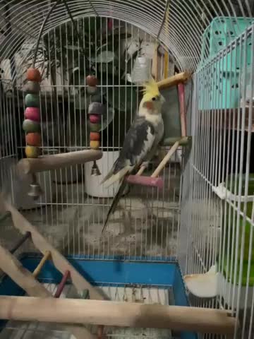 عروس هلندی نر|پرنده|اسلامشهر, شهرک مهدیه|دیوار