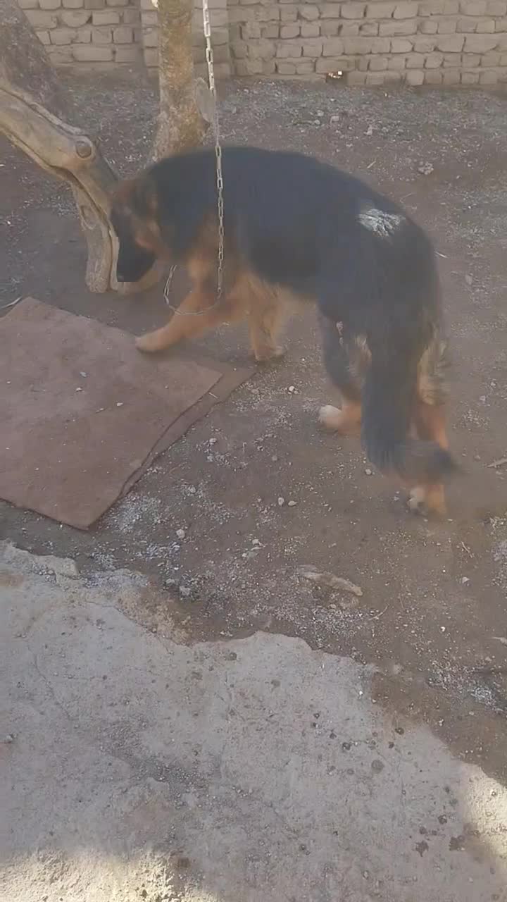 ژرمن|سگ|بوئین زهرا, |دیوار