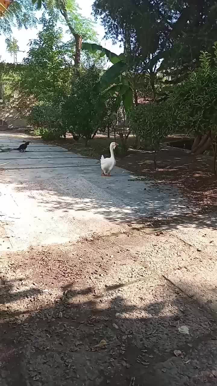 تخم نطفه دار غو غاز اوکراینی|حیوانات مزرعه|رویان, |دیوار