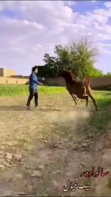 اسب|اسب و تجهیزات اسبسواری|یزد, |دیوار