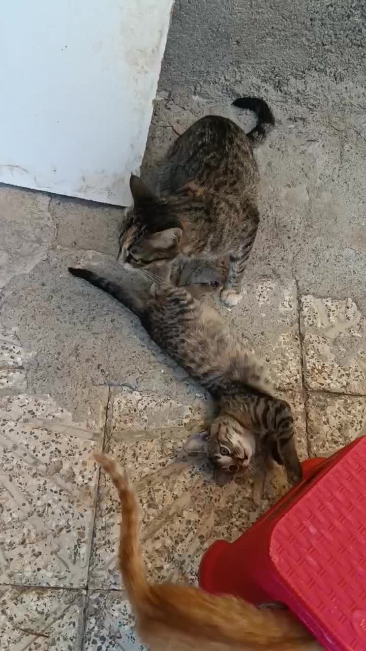 واگذاری گربه خانگی|گربه|مراغه, |دیوار