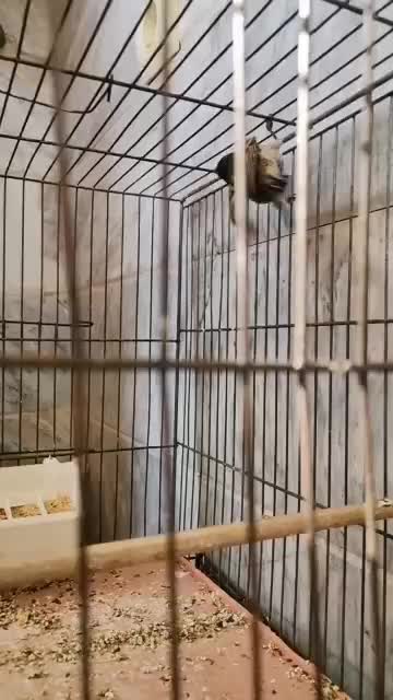 گلبسر نر عالی|پرنده|تهران, امام زاده عبدالله|دیوار