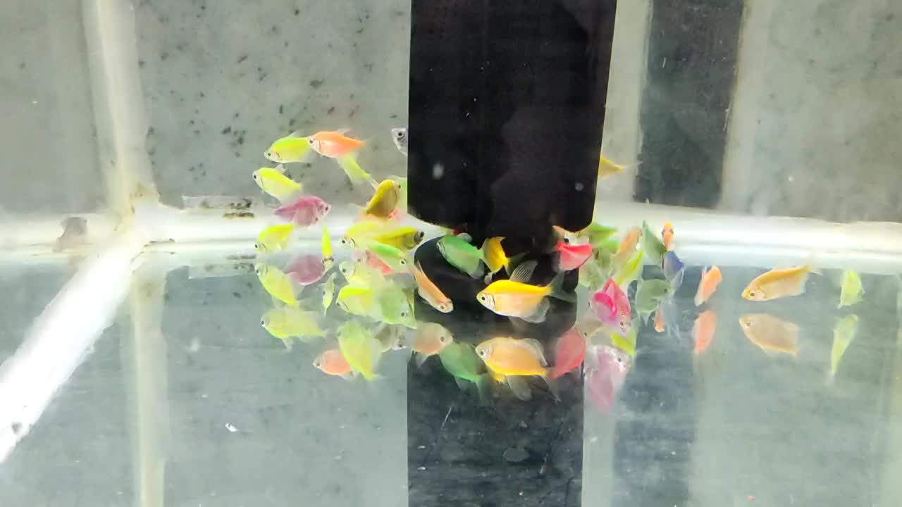 آکواریوم دریا ماهی جدید رسید|ماهی|بیرجند, |دیوار