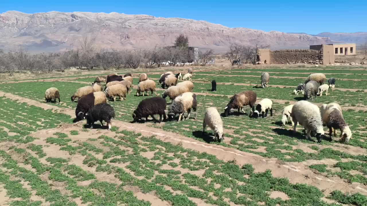 فروش دام|حیوانات مزرعه|بختگان, |دیوار