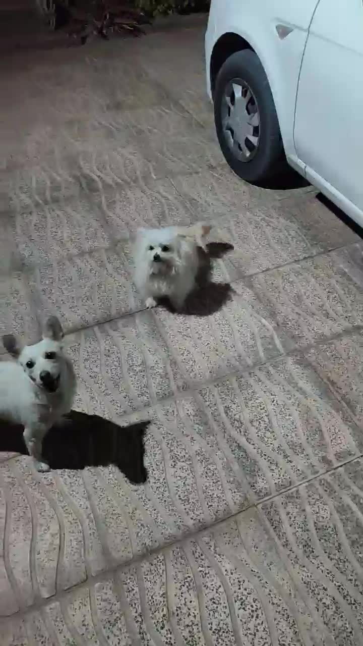 فروش سگ پاکوتاه خارجی|سگ|بم, |دیوار